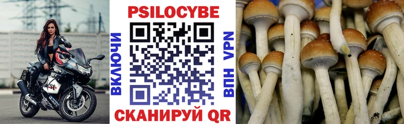 Псилоцибиновые грибы Cubensis  Железногорск 